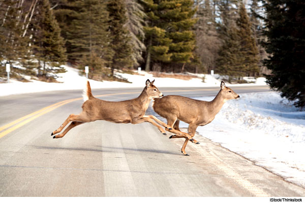When deer are in your headlights - The Cincinnati Insurance Companies blog