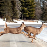 Oh, deer! Tips to avoid collisions