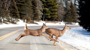 deer-road